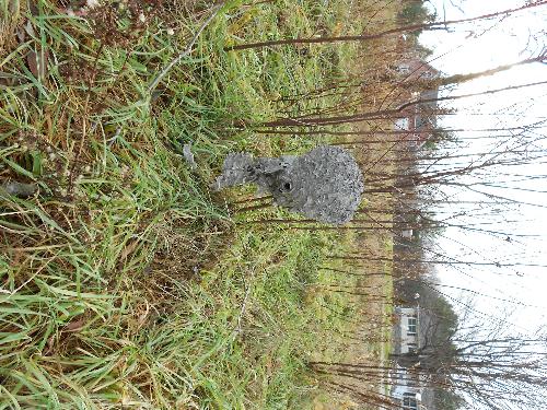 paper wasp nest, I was out for a walk and I found - Taken on 11/28/2011 by SMB
paper wasp nest, I was out for a walk and I found - Taken on 11/28/2011 by SMB