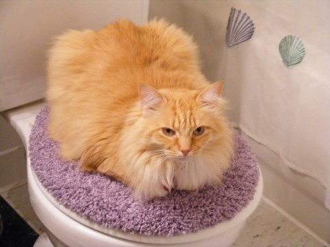 My cat Shakespeare - This is my cat Shakespeare. She is the queen of this house & this apparently is her throne ... LOL