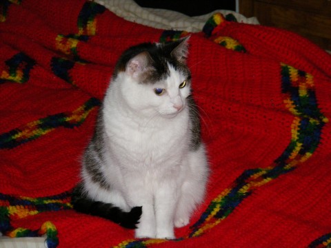 My cat Monet - She is very shy. Whenever someone comes over to visit us she runs & hides. With my husband & I though she is very affectionate.