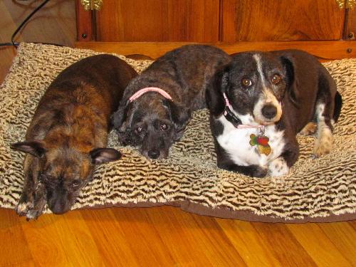 Our dogs, Freckles, Julietta, & Priscilla - These are our three dogs. My husband & I can't help but to spoil them rotten.