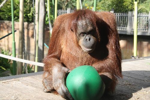 Orangutan at Melbourne Zoo - Organutan at melbourne Zoo, Melbourne Australia...2011