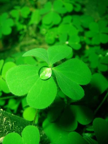 4-Leves - This kinda plant in China means Lucky