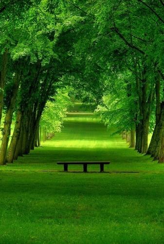 Bench - kinda peaceful park