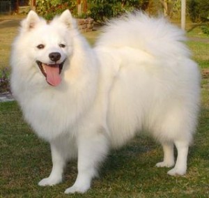 Japanese white small dog - Whitey's look-alike
