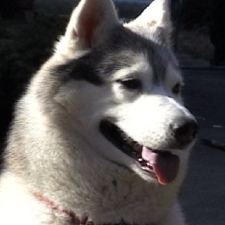 husky - husky in the field husky - husky in the field