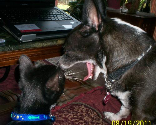 Wow what a big mouth! - Charlie looking in Pepi's scary mouth