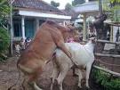 my pets - This is my pet.