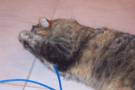 cat having fun - a cat on internet