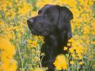 dog  - dog in the field
