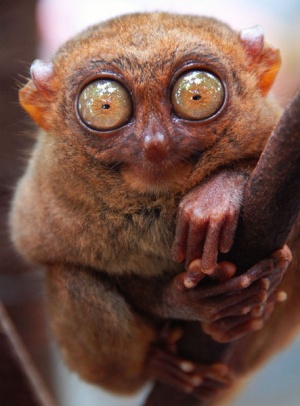 Philippine tarsier - smallest primate in the world
