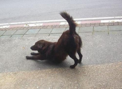 Stray Dog - Beware of Stray Dog