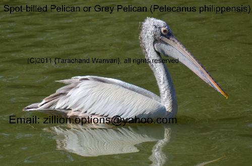 Spot-billed Pelican - I shot this and many other pictures during my morning walks at Lalbagh in Bangalore. My reawakened interest in photography in September 2011, has taken me to many places around Bangalore - I generally take my walks at different lakes that dot this Garden City and to places that I know that I can find wildlife.   To know more about this bird, here is a link http://en.wikipedia.org/wiki/Spot-billed_Pelican