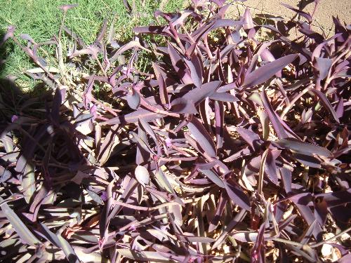 purple or dark lilac plant in our back yard. how d - purple or dark lilac plant in our back yard, more detail