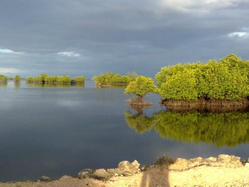 tajang,philippines - Breathtaking panorama of Mangrove Gardens in Sandingan,Loon,Bohol,Philippines,which offers an alternative site for boating ang swimming.