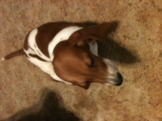 Rosie - This is our new Bassett hound, Rosie.