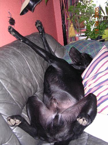 Zacko in a relaxed position! - He is a very relaxed dog and this is his favourite position!