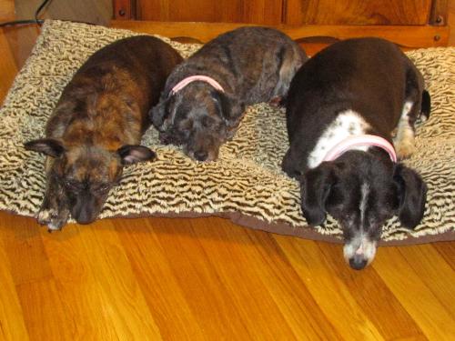 My three sleeping babies - Photo of my babies as they all snuggle up against each other & get some sleep
