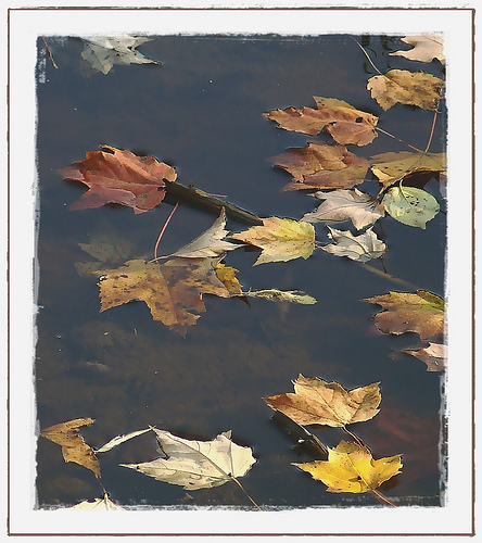 Staying calm - Image showing the state of unperturbed existence of leaves over water surface.