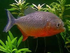 piranha - piranha, looks like fish, but have teeh..!
