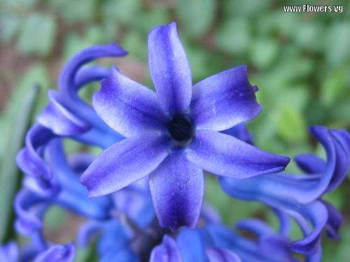 flower of mine - flower Hyacinth are especially versatile flower