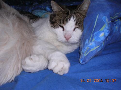 Mosart - my Garfield type cat! - He is one big cat and lazy. He is now about 11 years of age and still going strong. He is a BIG personality too!