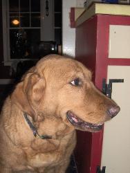 Brandy Jean-Our Golden/Dane Mix - This is a pic of our dog "Brandy" a golden/Dane mix. We rescued her a few years ago, and just adopted a black Lab named Daisy who came from the hurricane Katrina Rescues down south.