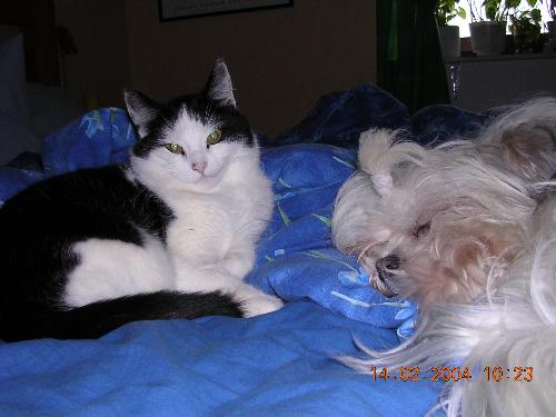 My wonderful Pips! - She is an amazing cat - strong will, sharp claws, and a loud voice! She is about 10 years but still looks (and behaves) like a young cat. She is quite small - people still asks if she is a kitten because of her size!