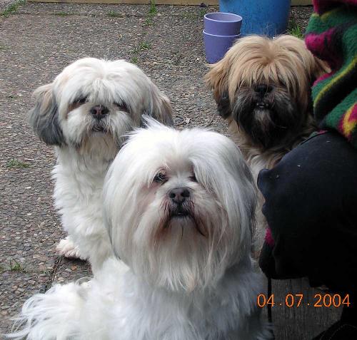 Three Lhasa Apsos - my ladies! - My Lhasa ladies!