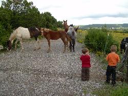 wonderful creatures - amazing animals, kids had so much fun feeding them