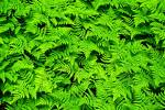 Lovely Green - I love green, beautiful green