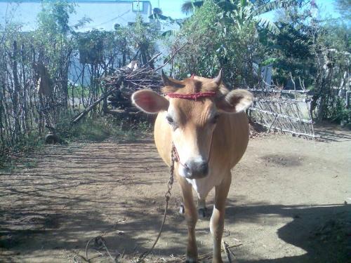 my cute pet - This is one of our cattle and it looks nice