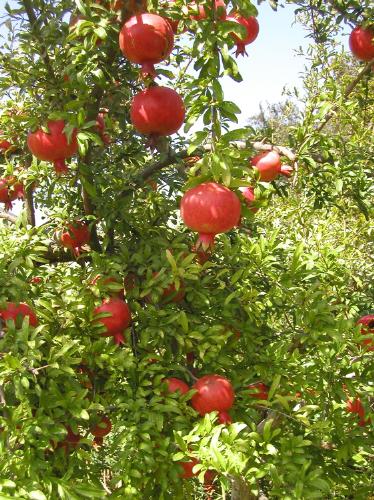 Pomegranates - a pomegranates tree with fruit.