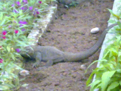 Biggest one I ever seen - Found near Dimapur, Nagaland.