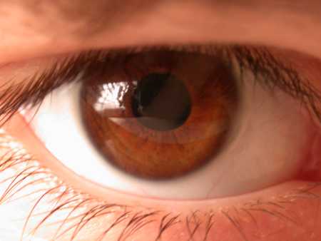 Brown eyes - Photo of a brown eye
