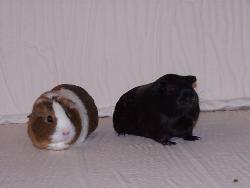 daisy and darlene - Two female guinea pigs