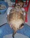 Phat Puss - Man this cat is hugh it reminds me of my sisters cat as he looks the same a bit smaller than this one but still cute:)