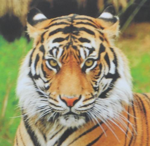 Tiger - National Animal of India - Tiger
