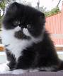 Almost bagpuss - This is a pic of a fluffy cat that reminds me of a childhood program i watched called bagpuss exept bagpuss was pink and purple lol