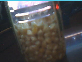 soaked popcorn - I am making popcorn shoots