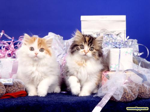 Kats - nice kats