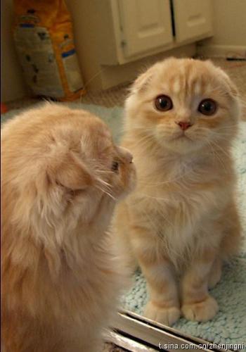 OWWWW....how cute and adorable cat ~! :P - i found this picture on facebook...just cant stop look at it, look at the ears! and the innocent eyes! OMg! this is so so cute!! :P