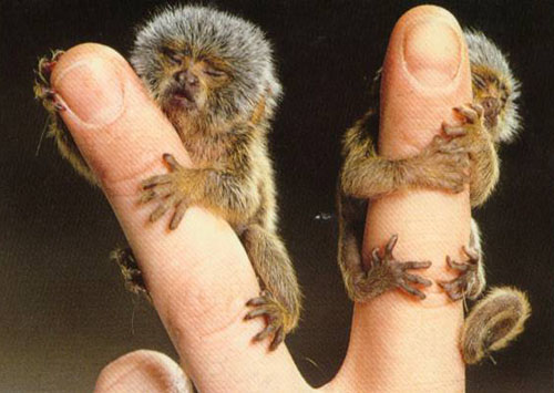 monekeys? - they little guys are so cute... it looks like the owners gottem awrapped around his finger