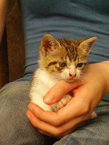 Kitten - This is my kitten on my lap, when she was only three weeks old. She was so fluffy, wasn't she? And she's grown cuter. She's now six months old, and happy as ever!