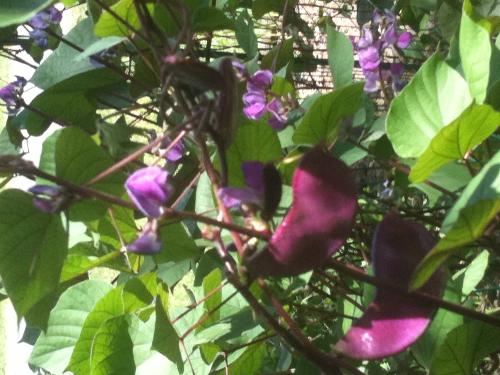 Back Yard Garden - (would make a nice front for a greeting card!)