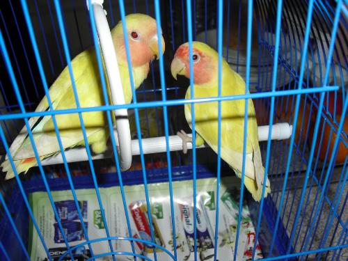My baby - The one on the swing was the female, she passed away on March 6th. The one on the stick is the baby i have hand raised. I had to cage him because I wanted him to bond with the female. :), he never complained!