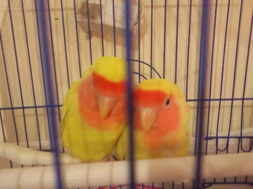 Finally Couple - This is when my two love birds, finally accepted each other.. they would always sleep like this together, clinging to each other.. I miss her alot, i wish she would stay longer... He misses her too, i am sure!