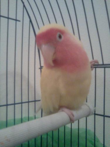 My Boy - This is my baby... I hope he will always stay with me forever! I love him dearly, I am glad he came into my life.. Because he made it very special with the love he shows me.. His name is Cloudy, because the meaning of my name is White Cloud..