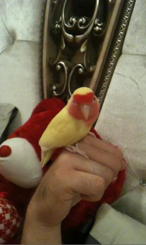 Baby in Hands - He loves sitting my husband's hand.. because he knows his mama is going to take lots of pictures, and make videos of him.. Is'nt he cute? My Cloudy!