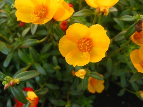 my flowers - Taken from outside our house! Yay!