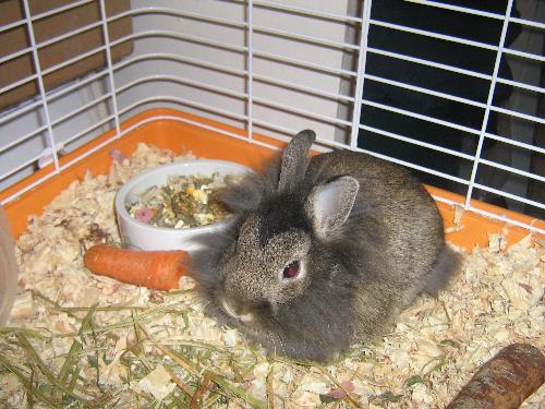 Clara our bunny  - She is in her cage eating her snacks.